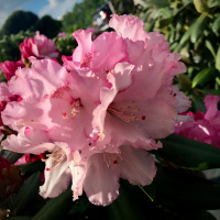 Рододендроны и азалии