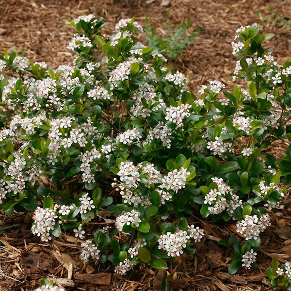 Основное изображение товара