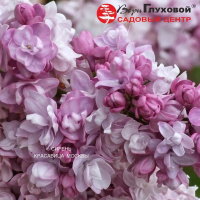 Сирень Красавица Москвы: описание