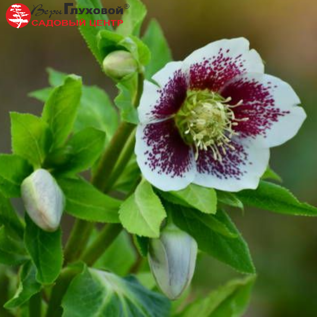 Основное изображение товара