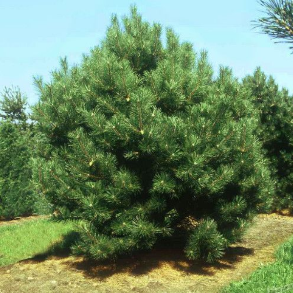 Сосна черная  Нана