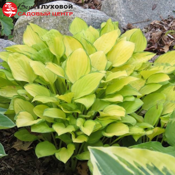 Основное изображение товара