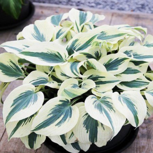 Основное изображение товара