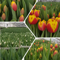 Тюльпаны на праздник 8 марта