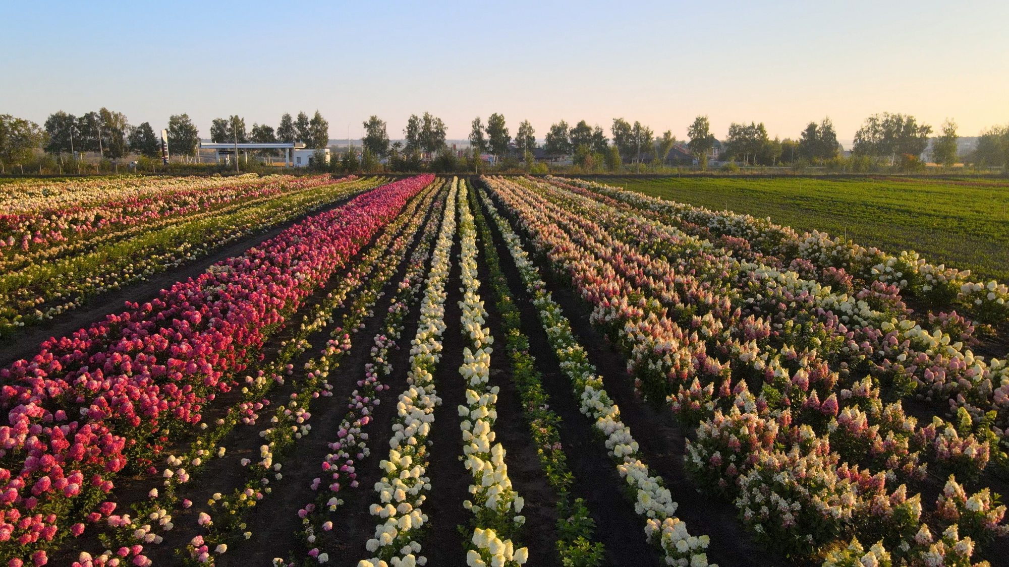 Гортензии - самый популярный в мире цветущий кустарник Гортензии - самый популярный в мире цветущий кустарник