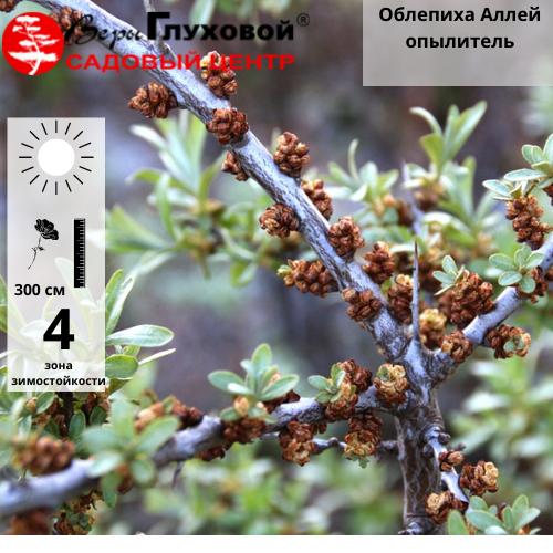Облепиха Аллей