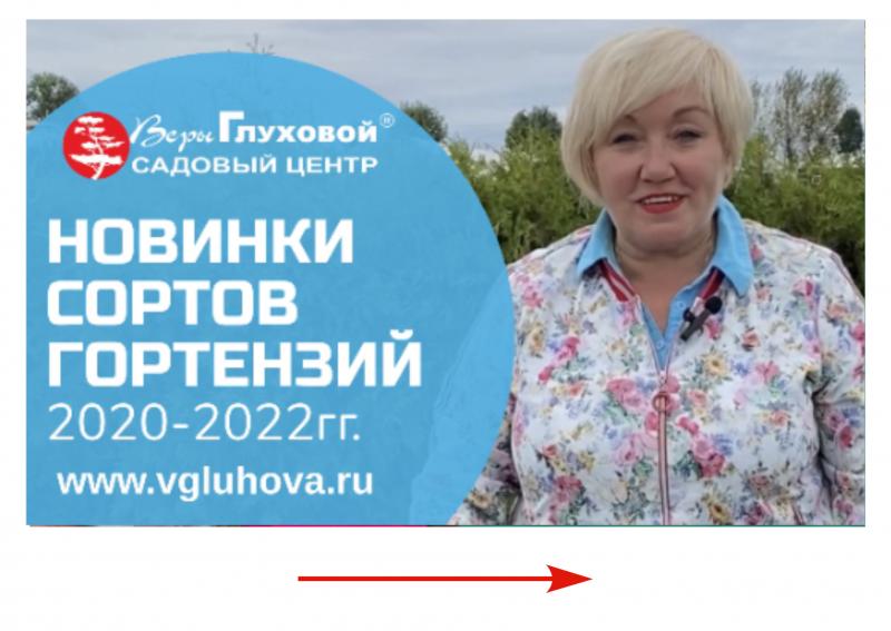 Новинки сортов гортензий 2020-2022гг