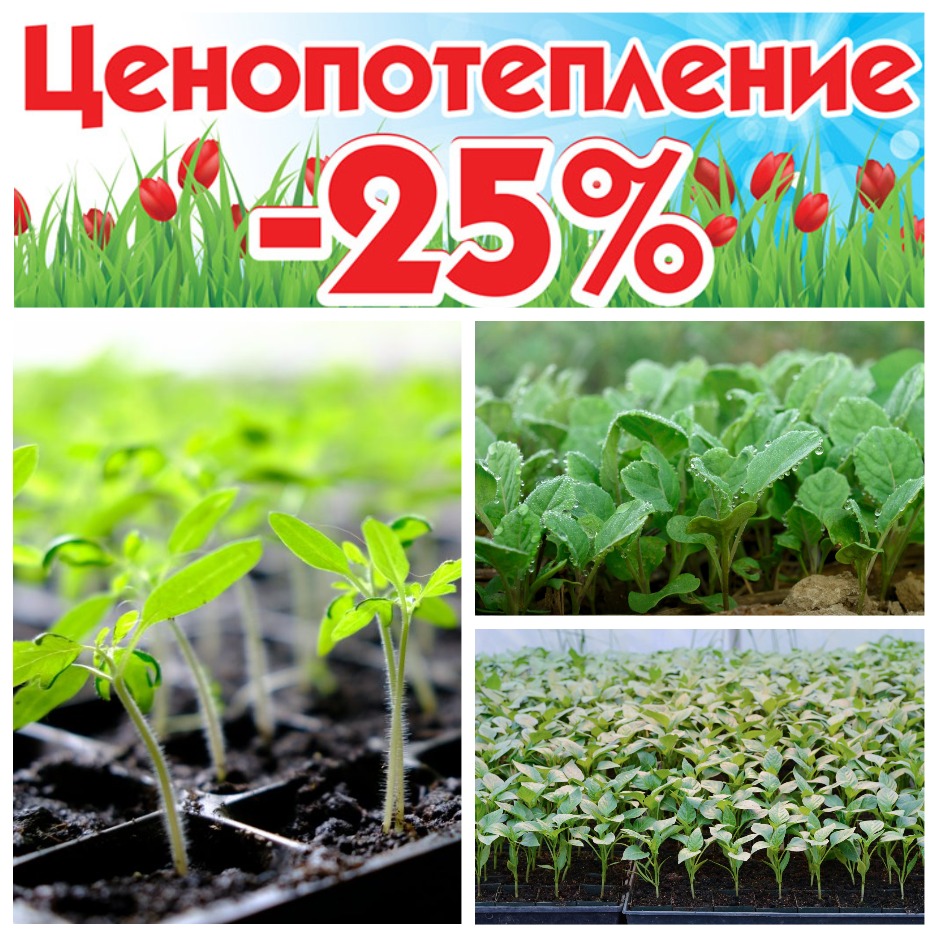 Скидка на рассаду томатов, болгарского перца и капусты - 25% Скидка на рассаду томатов, болгарского перца и капусты - 25%