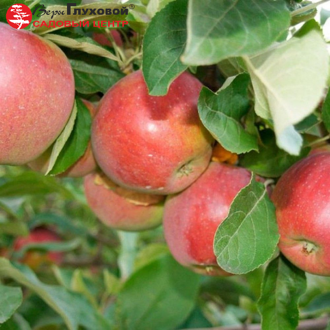 Основное изображение товара