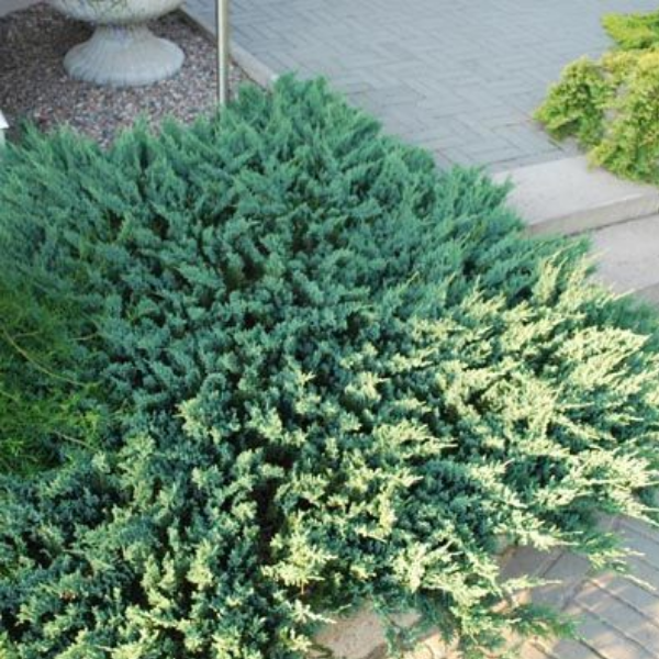 Основное изображение товара