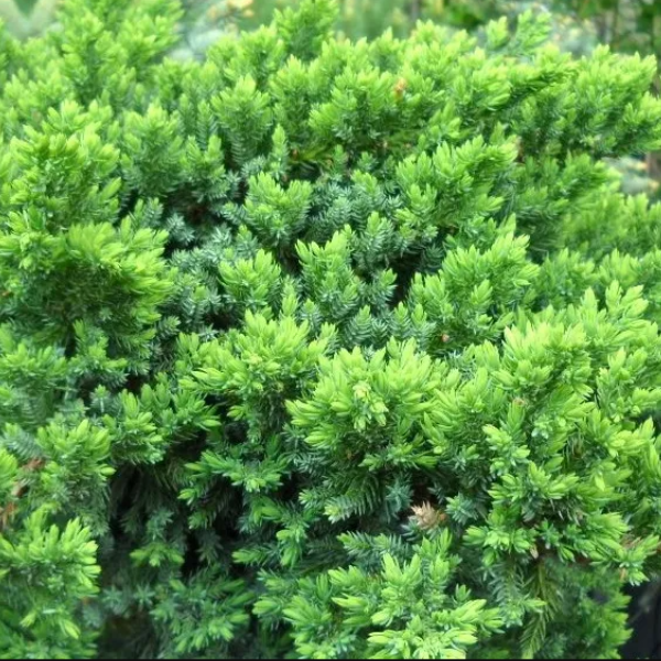 Основное изображение товара