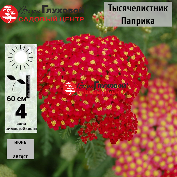 Основное изображение товара