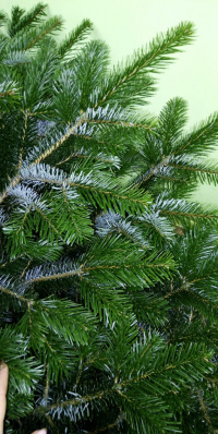 Акция на пихту Нордмана