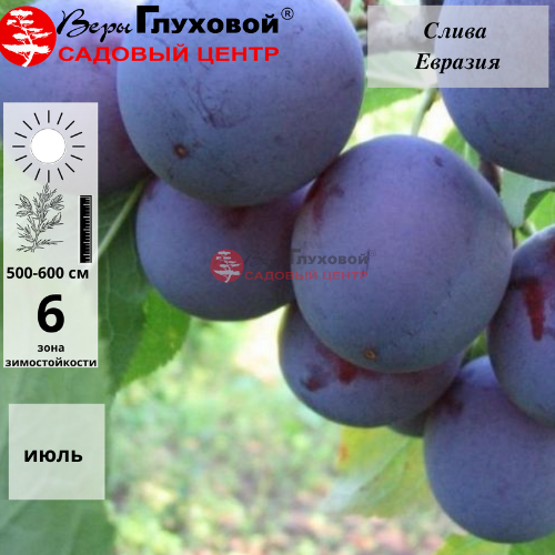 Евразия