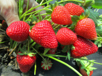 Cадовая земляника в продаже