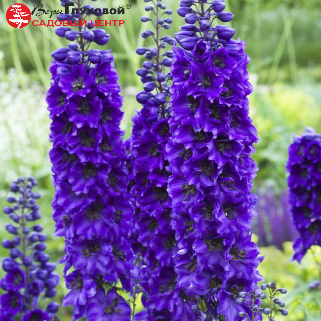 Основное изображение товара