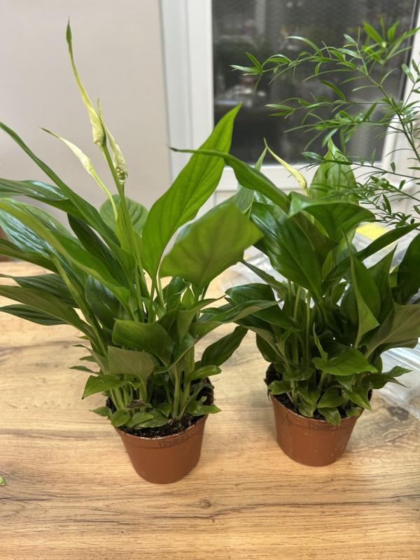 Обретите «Женское счастье» в Магазине горшечных цветов Веры Глуховой