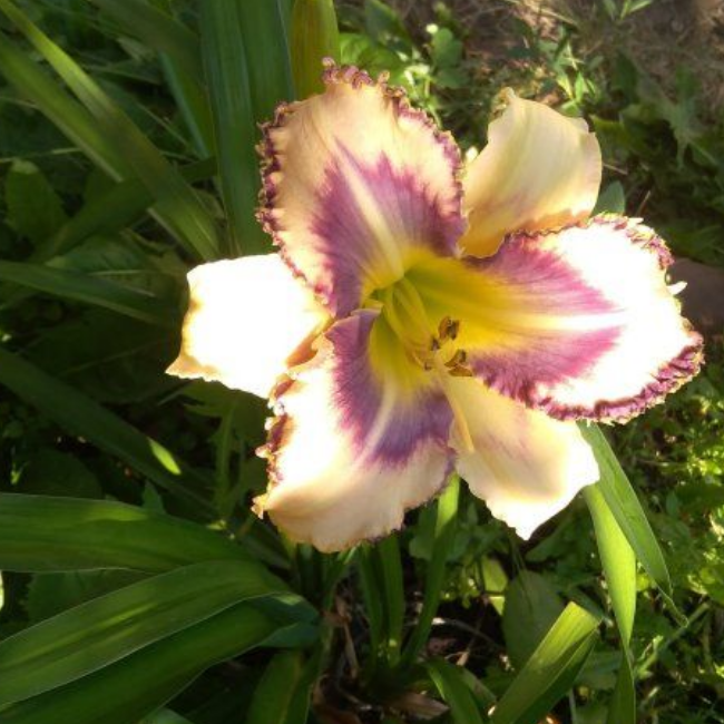 Основное изображение товара