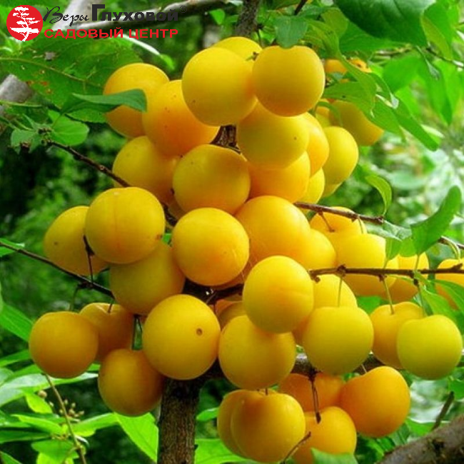 Основное изображение товара