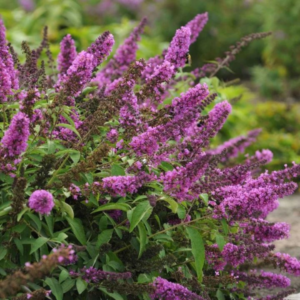 Основное изображение товара