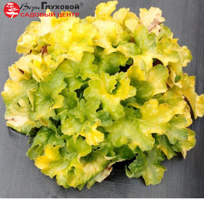 Основное изображение товара