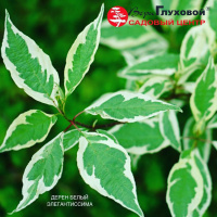 Дерен Белый элегантиссима