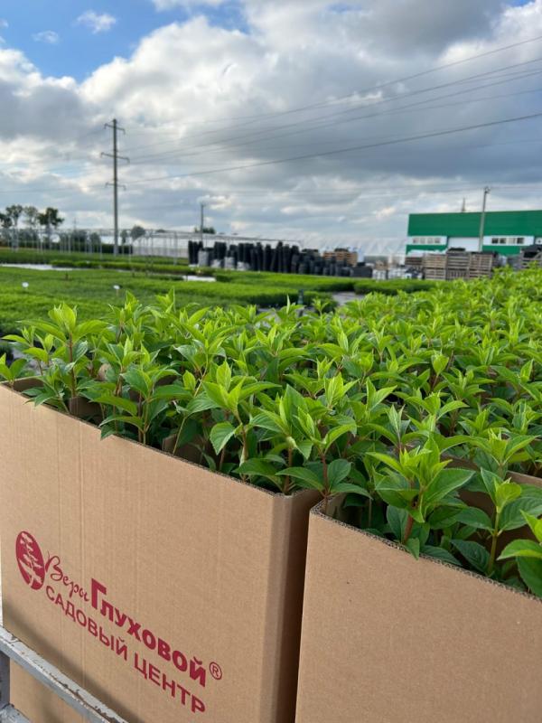 Дорогие коллеги и садоводы!В нашем интернет-магазине прекрасный выбор гортензий в контейнере Р9