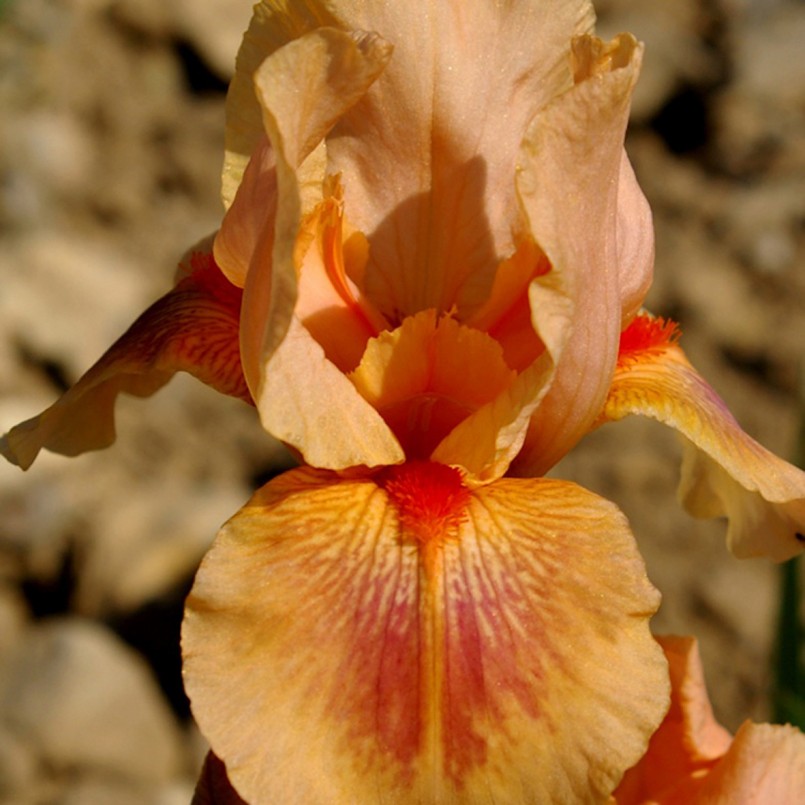 Ирис Pink Pele Ирис Pink Pele