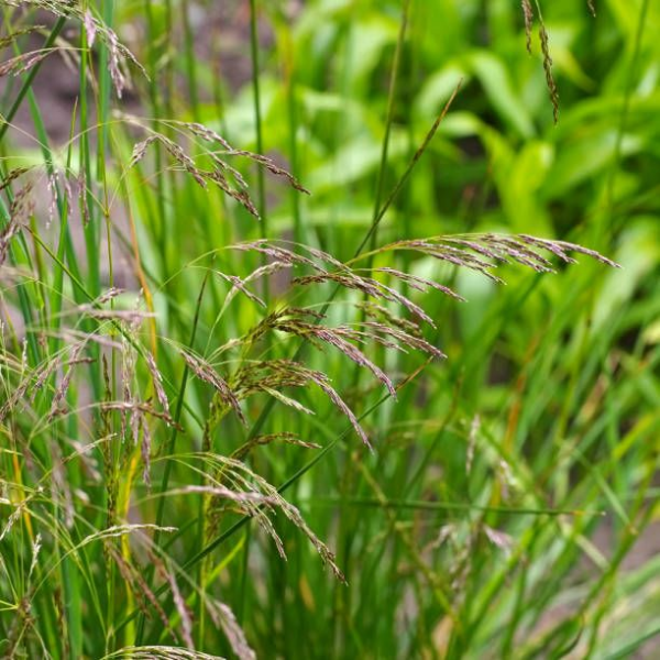 Основное изображение товара