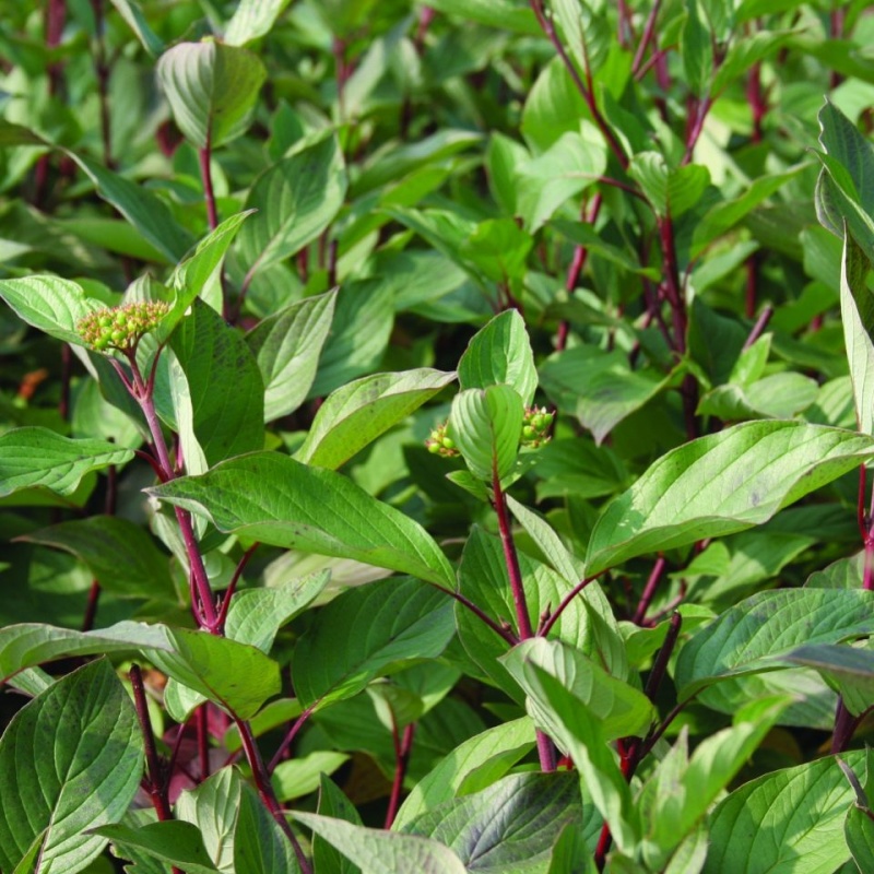 Основное изображение товара