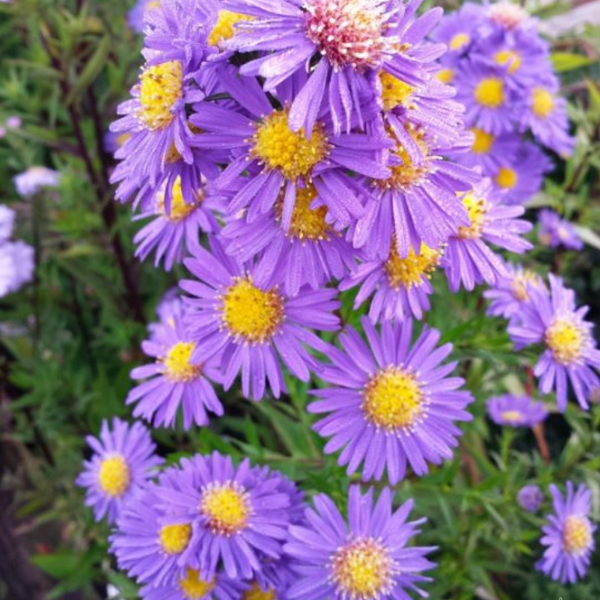 Основное изображение товара