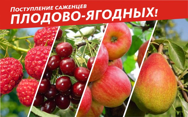 Поступление саженцев Поступление саженцев