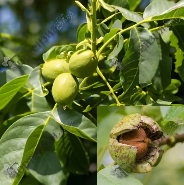 Орех Кореновский