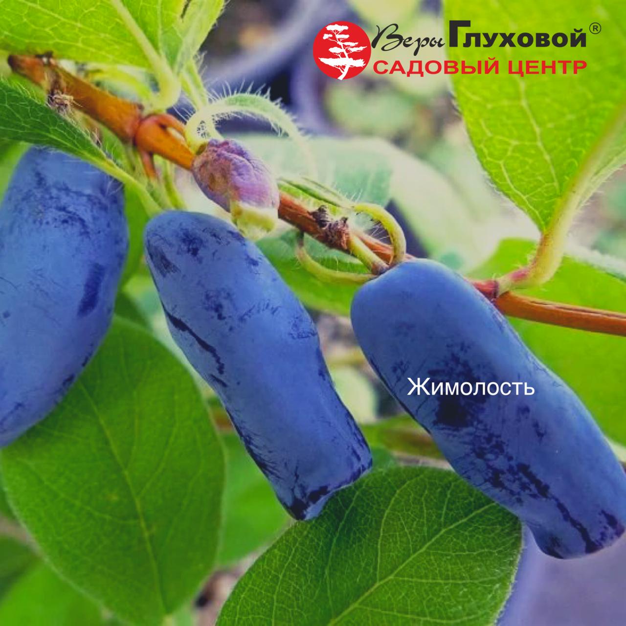 Жимолость: описание и свойства Жимолость: описание и свойства