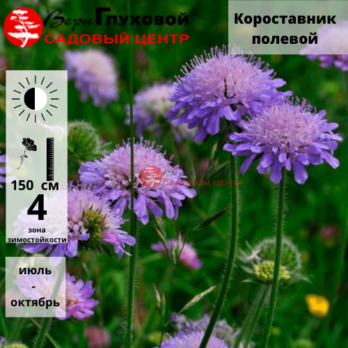 Основное изображение товара