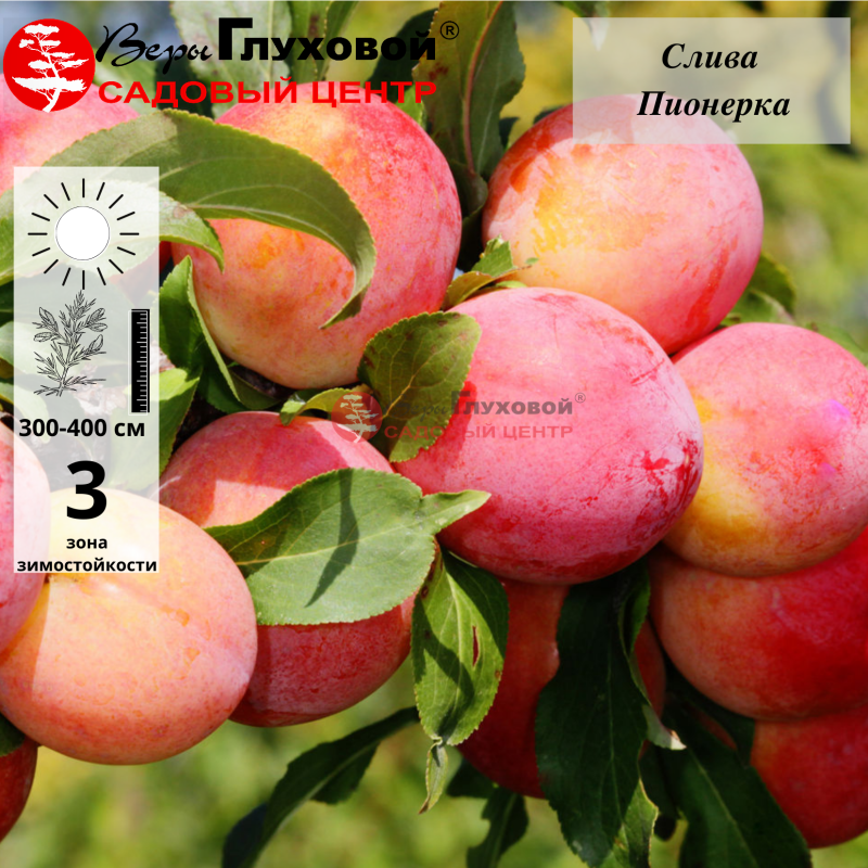Слива Пионерка (средний сорт)