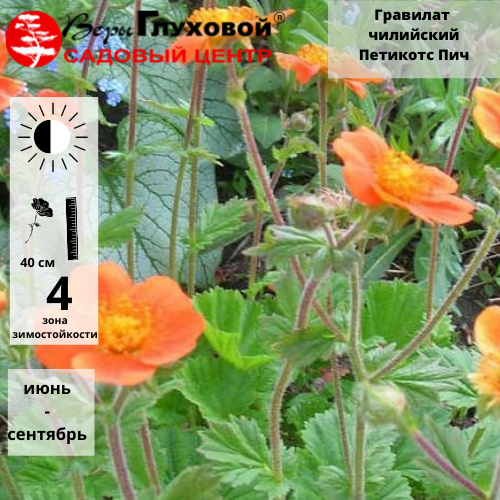 Основное изображение товара