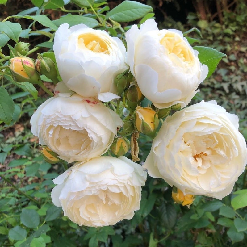 Основное изображение товара