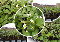 В продаже появилась земляника садовая