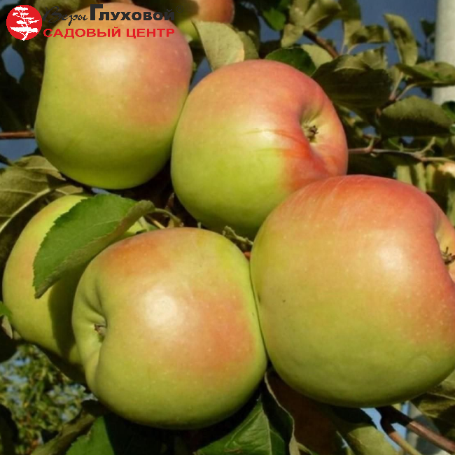 Яблоня Синап Орловский