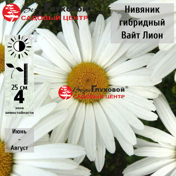 Основное изображение товара