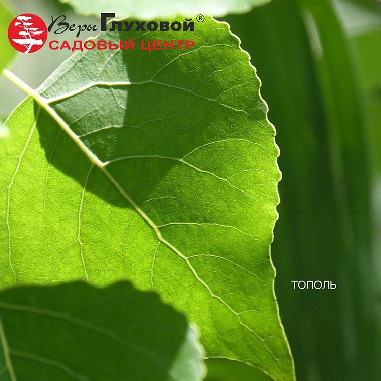 Пару слов о тополе Пару слов о тополе