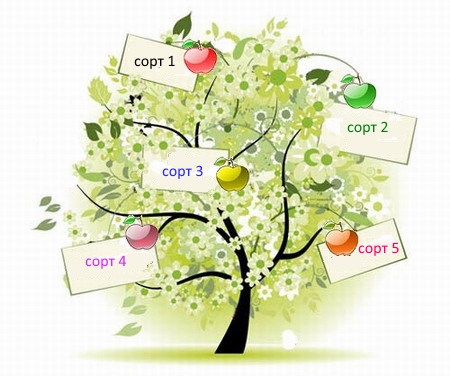 Новинка! Многосортовые яблони, груши, вишни! Многосортовые яблони