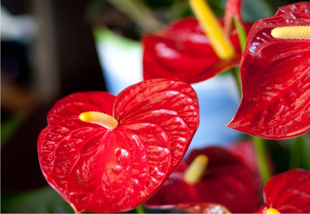 Новогодние подарки Новогодние подарки