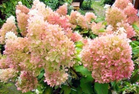 29.04.2017 пройдут посадки гортензий на 1,2,3 очередях набережной р. Волга