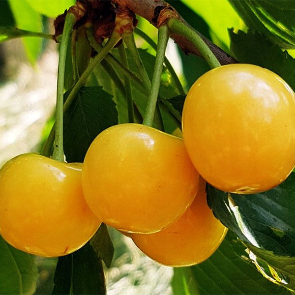 Основное изображение товара