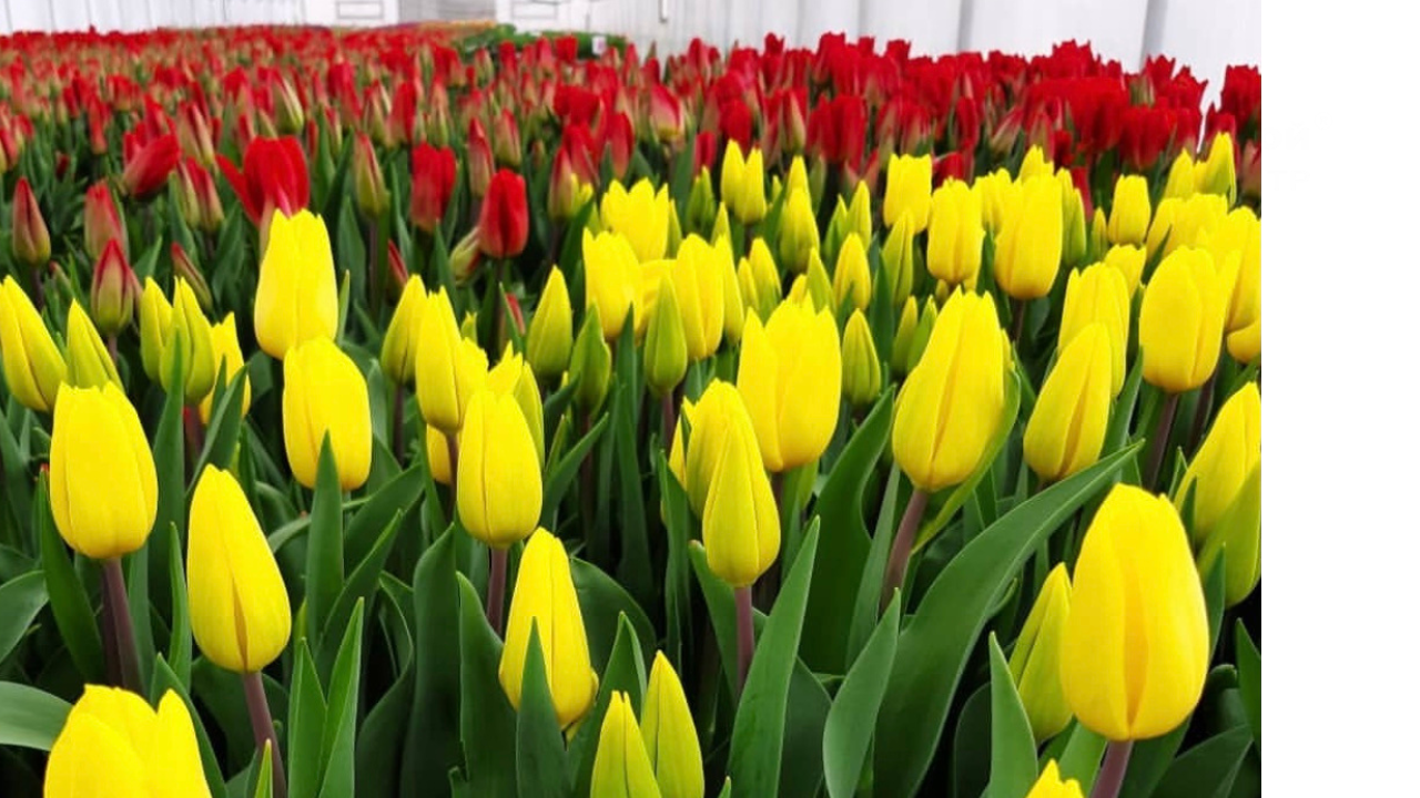 ТЮЛЬПАНЫ к 8 МАРТА ИЗ НАШИХ ТЕПЛИЦ ТЮЛЬПАНЫ к 8 МАРТА ИЗ НАШИХ ТЕПЛИЦ