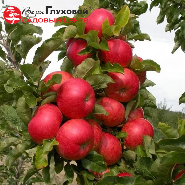 Яблоня колоновидная Стелла