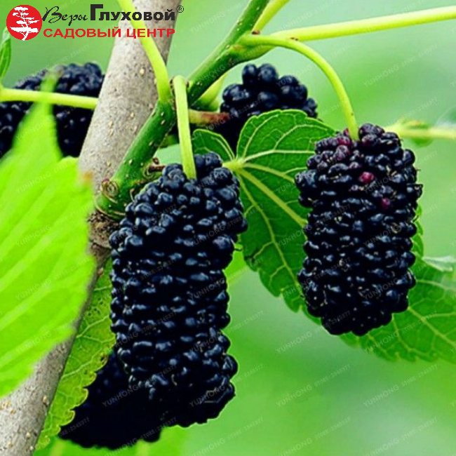 Основное изображение товара