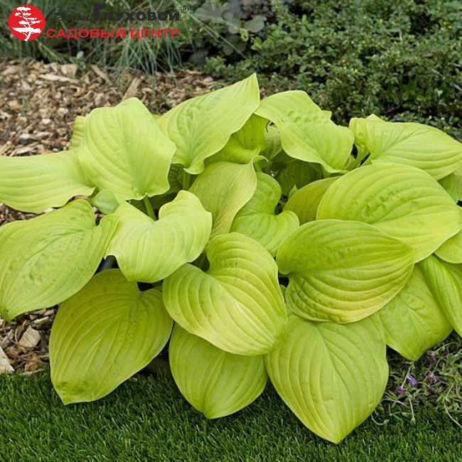 Основное изображение товара